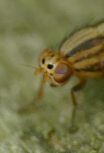 Peplomyza discoidea